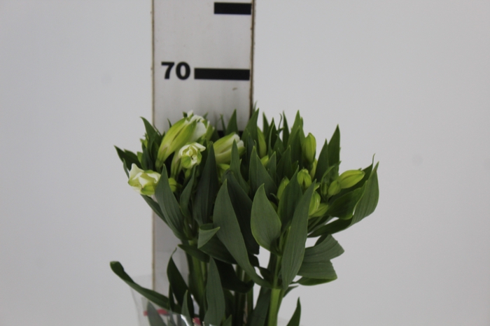 <h4>ALSTROEMERIA MISTRAL 070 CM</h4>