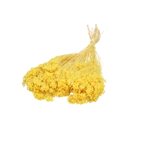 Droogbloem Broom Bloom 50-55cm