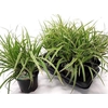 Care Mo Variegata