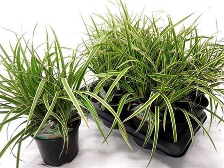 Care Mo Variegata
