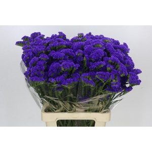 Limonium Sinuatum Crystal Dark Blue