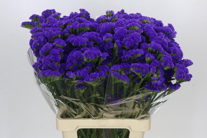 Limonium Sinuatum Crystal Dark Blue