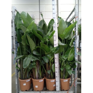 Strelitzia nicolai
