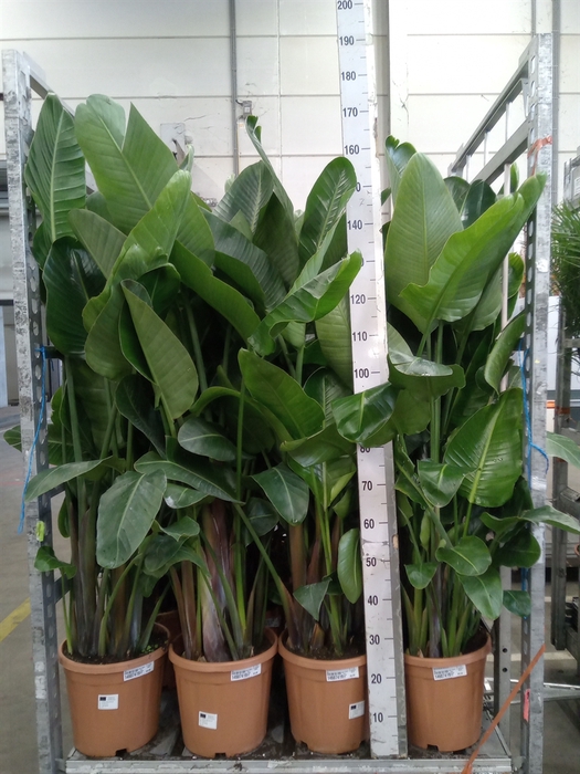 <h4>Strelitzia nicolai</h4>
