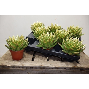 Echev Agav Ebony Paint Gold Tip