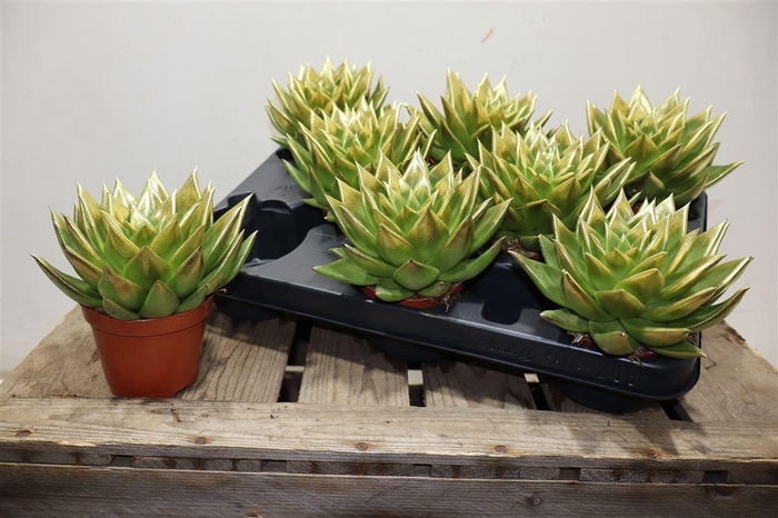 <h4>Echev Agav Ebony Paint Gold Tip</h4>