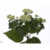 Eupatorium Ru Braulaub