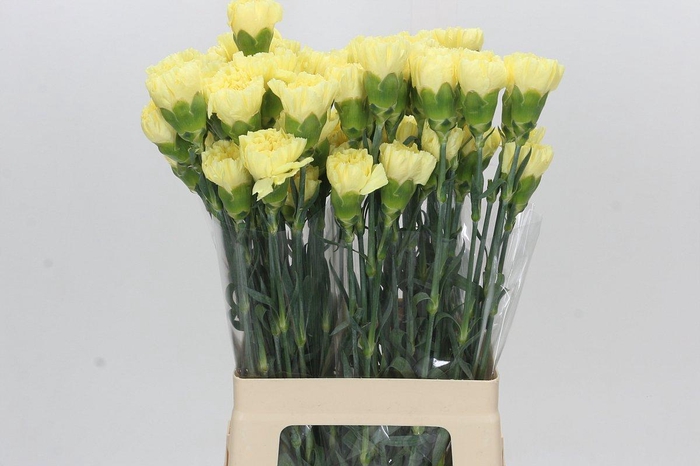 <h4>Dianthus St Ilias</h4>