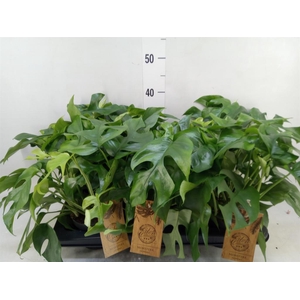 Monstera   ...