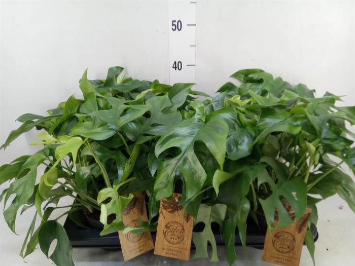 <h4>Monstera   ...</h4>