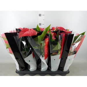 Anthurium andr. 'Querida'