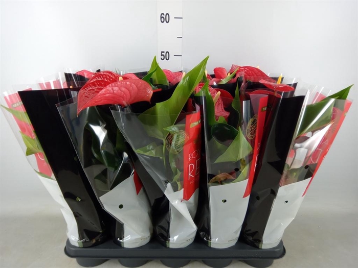 <h4>Anthurium andr. 'Querida'</h4>