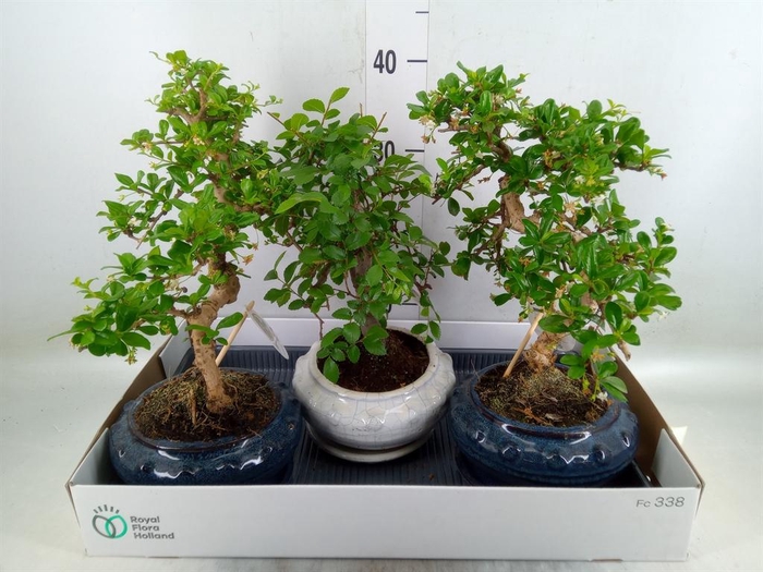 <h4>Bonsai   ...mix</h4>
