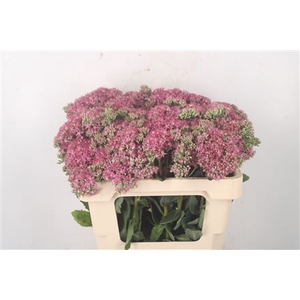 Sedum Sp Carl