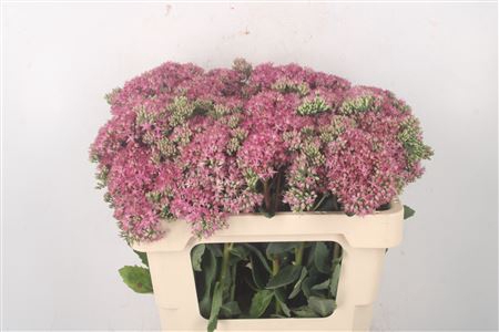 <h4>Sedum Sp Carl</h4>