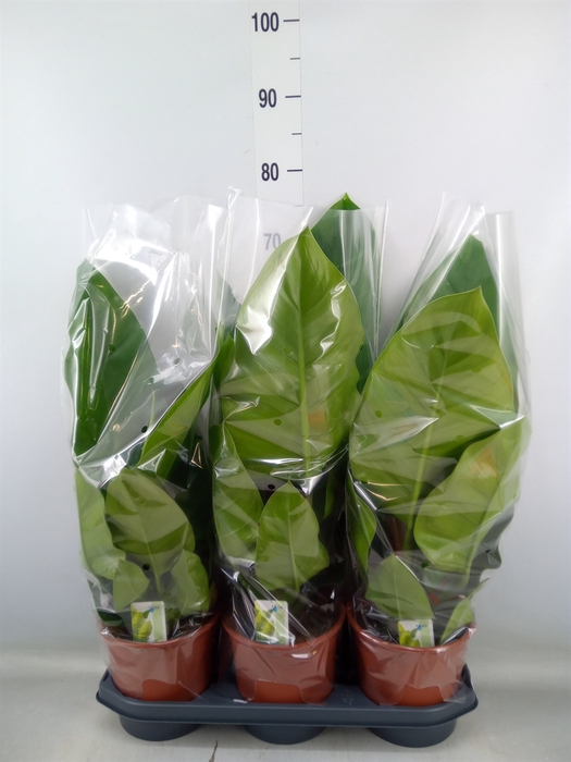 <h4>Philodendron  'Imperial Green'</h4>