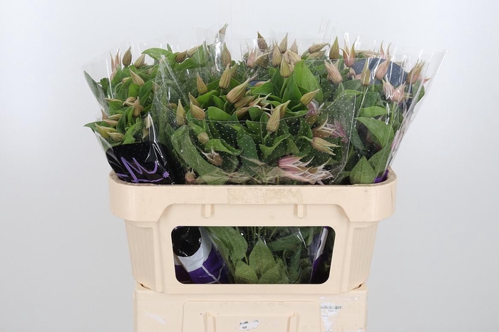 <h4>Clem Amazing Kansas</h4>