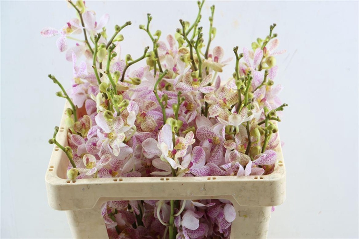 <h4>Mokara Bangkhuntien</h4>