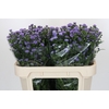 Aster Baby Blue