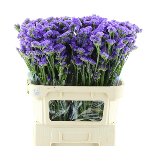 Limonium St Light Blue Birds X50