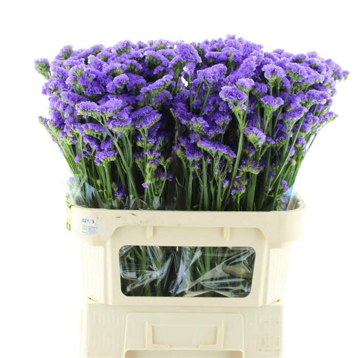 <h4>Limonium St Light Blue Birds X50</h4>