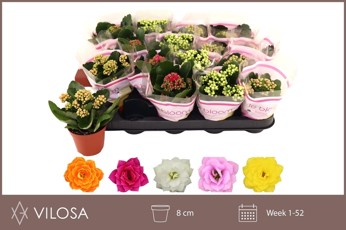 <h4>KAL GE GEM 5 KL</h4>