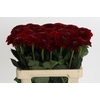 Dahlia Red Fox