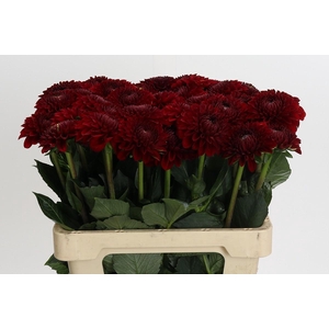 Dahlia Red Fox