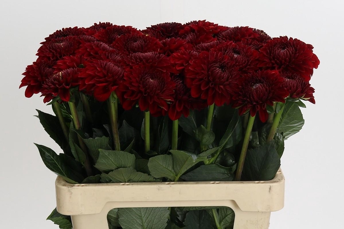 <h4>Dahlia Red Fox</h4>