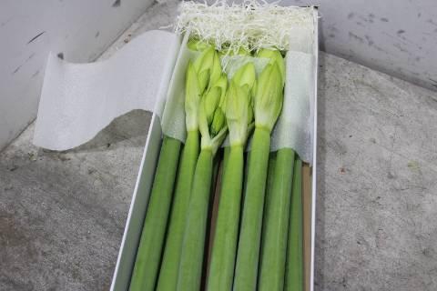 <h4>Hipp Ga Casablanca</h4>