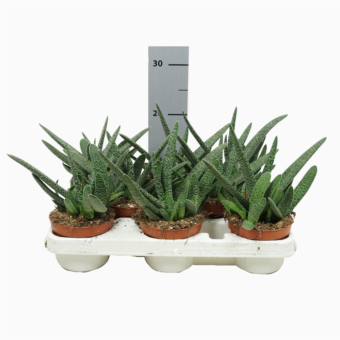 <h4>Gasteria carinata var. verrucosa</h4>
