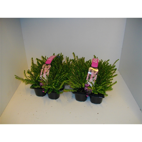 <h4>Erica darleyensis 'Darley Dale'</h4>