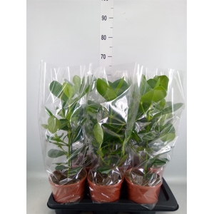 Clusia rosea 'Princess'