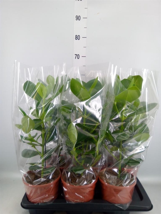 <h4>Clusia rosea 'Princess'</h4>