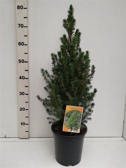 <h4>Picea glauca Conica</h4>