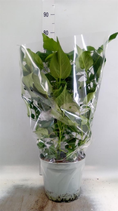 <h4>Hibiscus mosch. 'Extreme Sparkle'</h4>