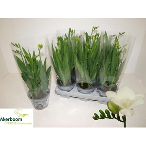FREESIA FEGOOD WHITE