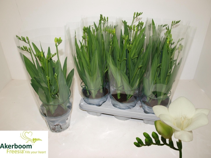 <h4>FREESIA FEGOOD WHITE</h4>