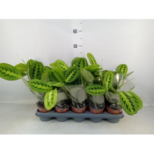 Maranta leuc. 'Lemon'