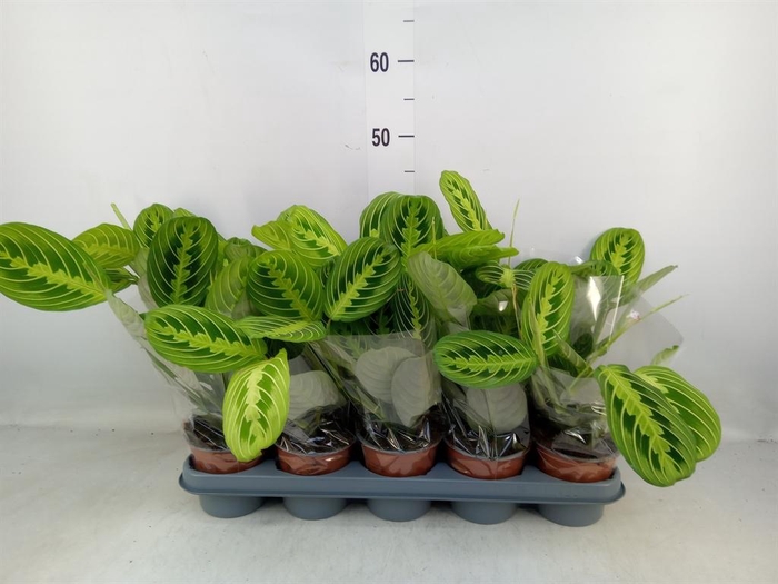 <h4>Maranta leuc. 'Lemon'</h4>