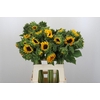 Helianthus Orange Fire