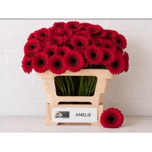 GE MI AMELIE