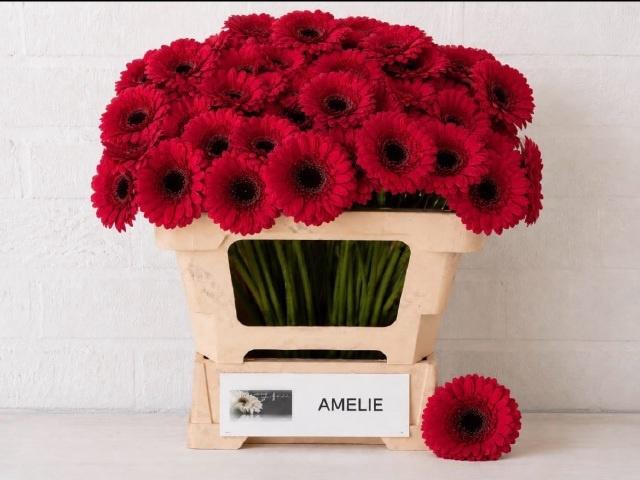 <h4>GE MI AMELIE</h4>