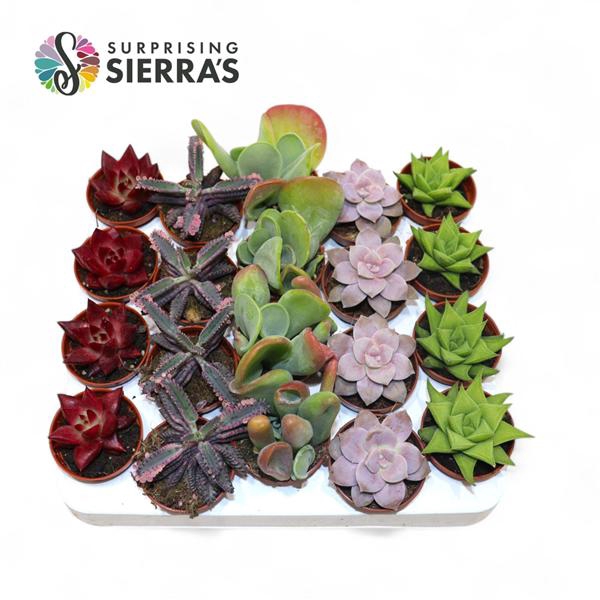<h4>Sierra's® - Barcelona Succulent Mix (Exclusive)</h4>