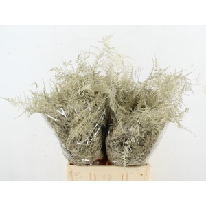 Asp IT Ex Veren Platina