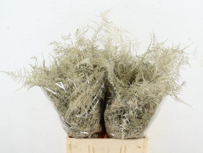 <h4>Asp IT Ex Veren Platina</h4>