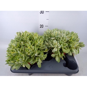 Crassula   ...