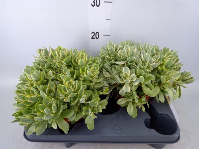 <h4>Crassula   ...</h4>