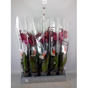 Phalaenopsis   ...red