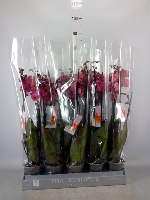 <h4>Phalaenopsis   ...red</h4>